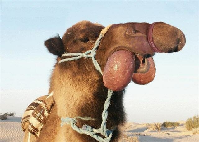 funny Camel